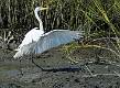 Great Egret-15
